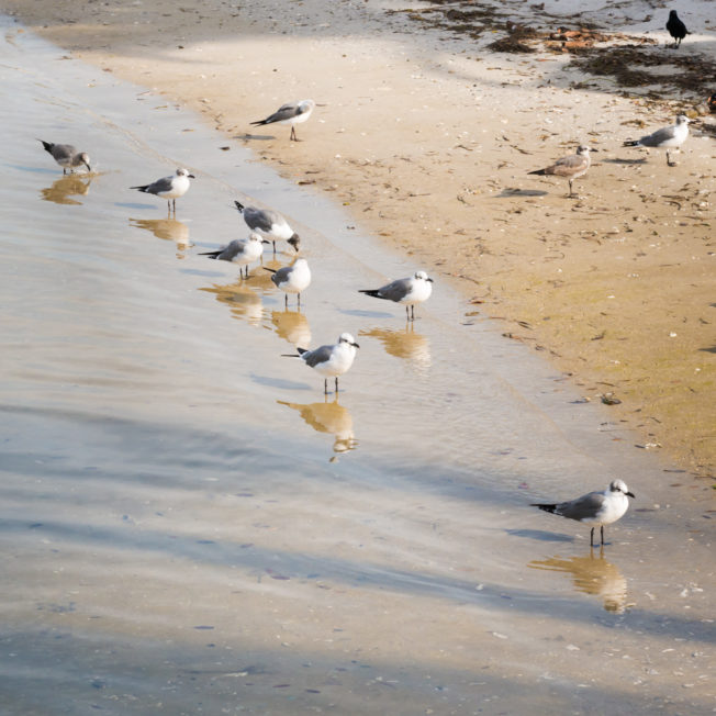 Godfrey Hotel Tampa Seagulls