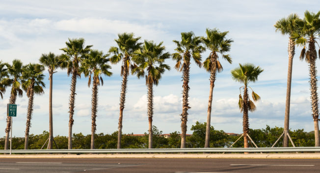 Godfrey Hotel Tampa Palm Trees