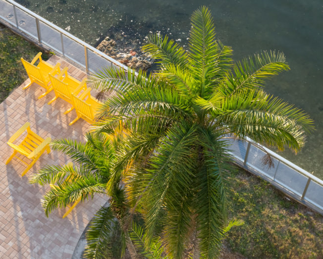 Godfrey Hotel Tampa Palm Trees
