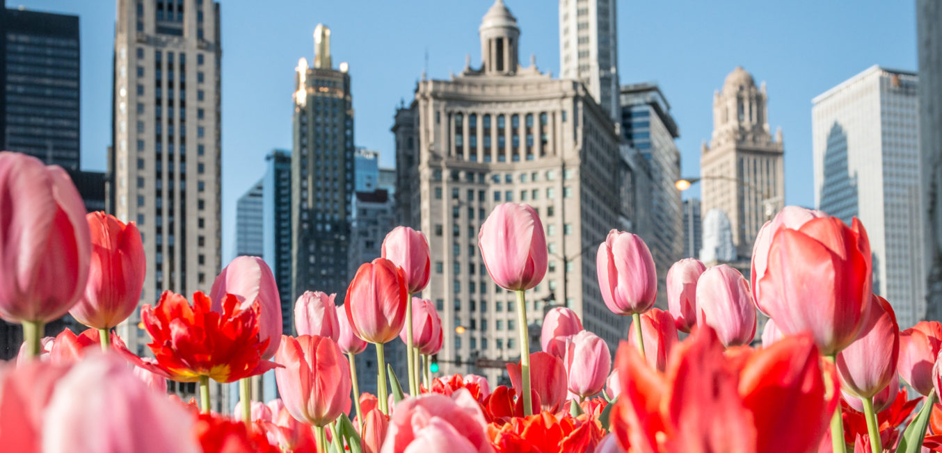 Tulips Along Michigan Avenue