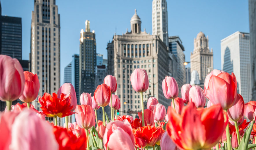 Tulips Along Michigan Avenue